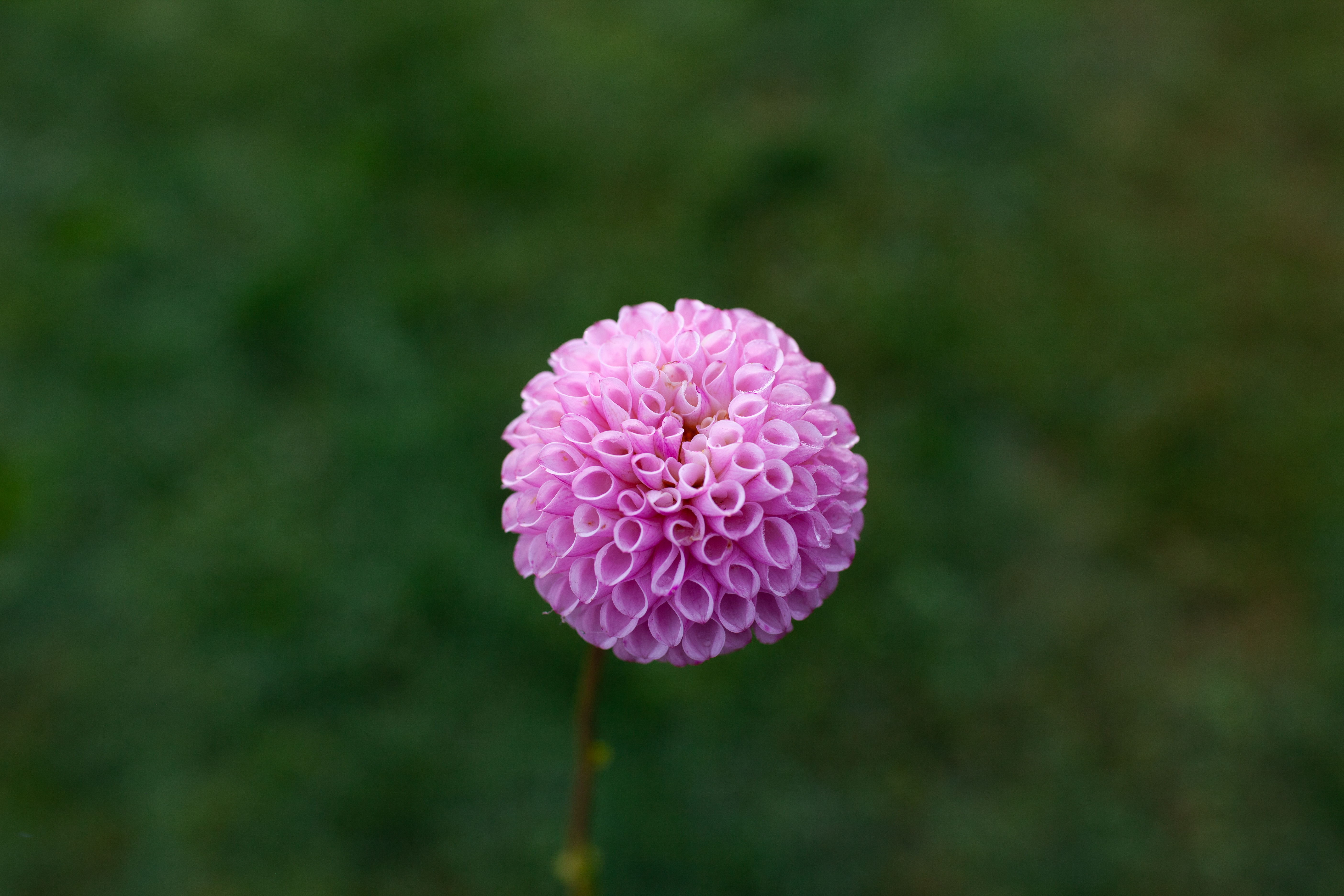 Willowfield Matthew dahlia