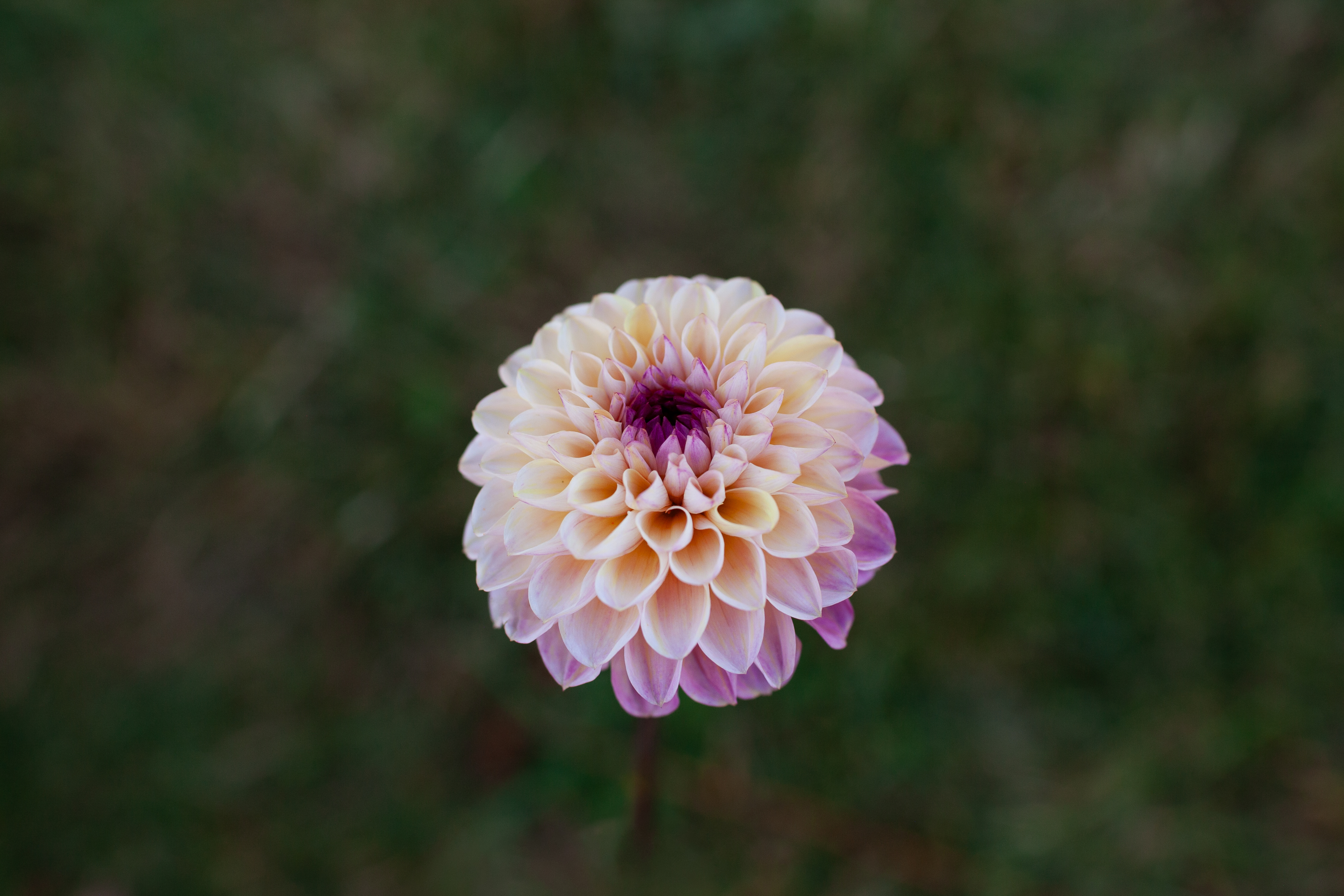 Wine Eyed Jill dahlia