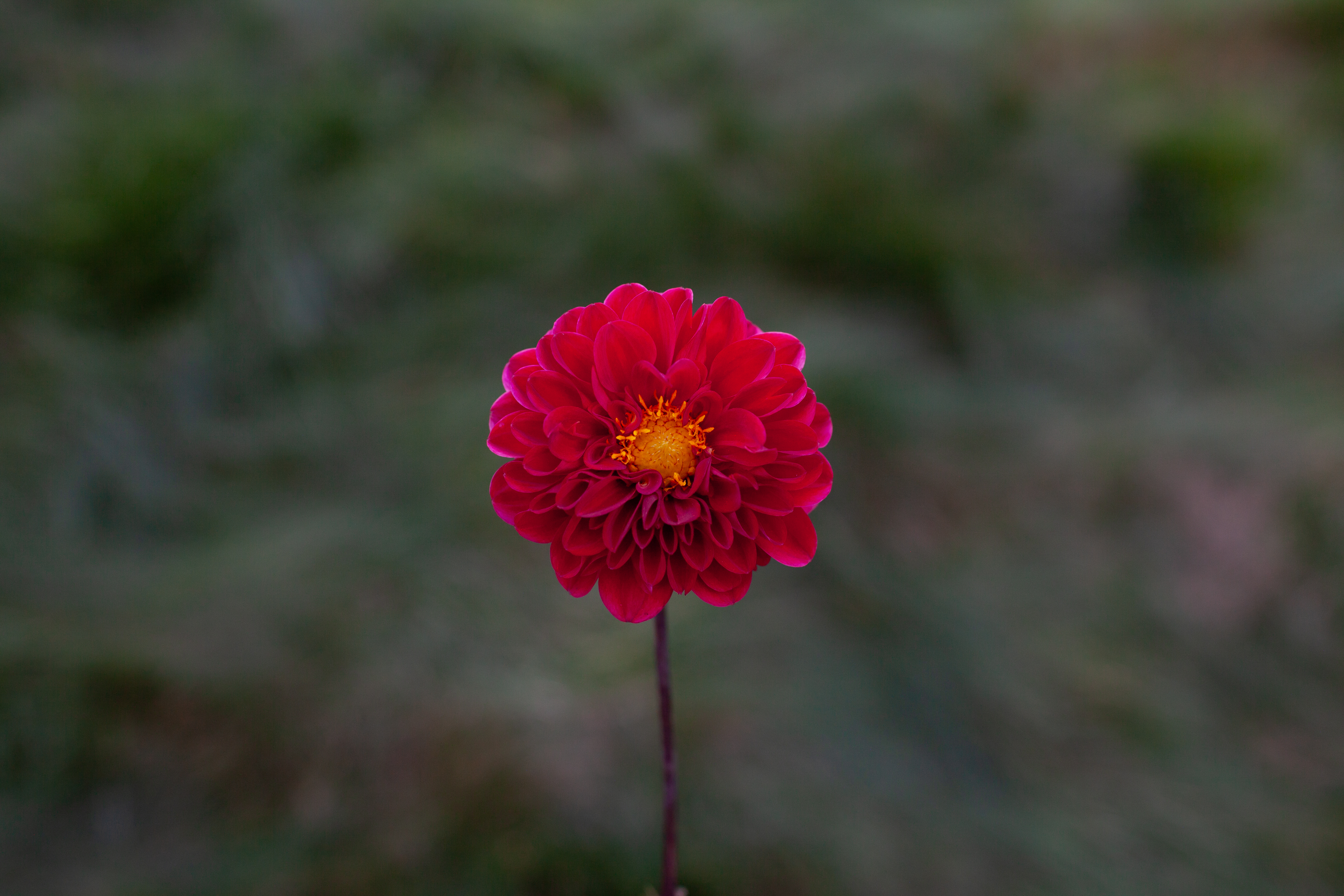 Wisconsin Red dahlia
