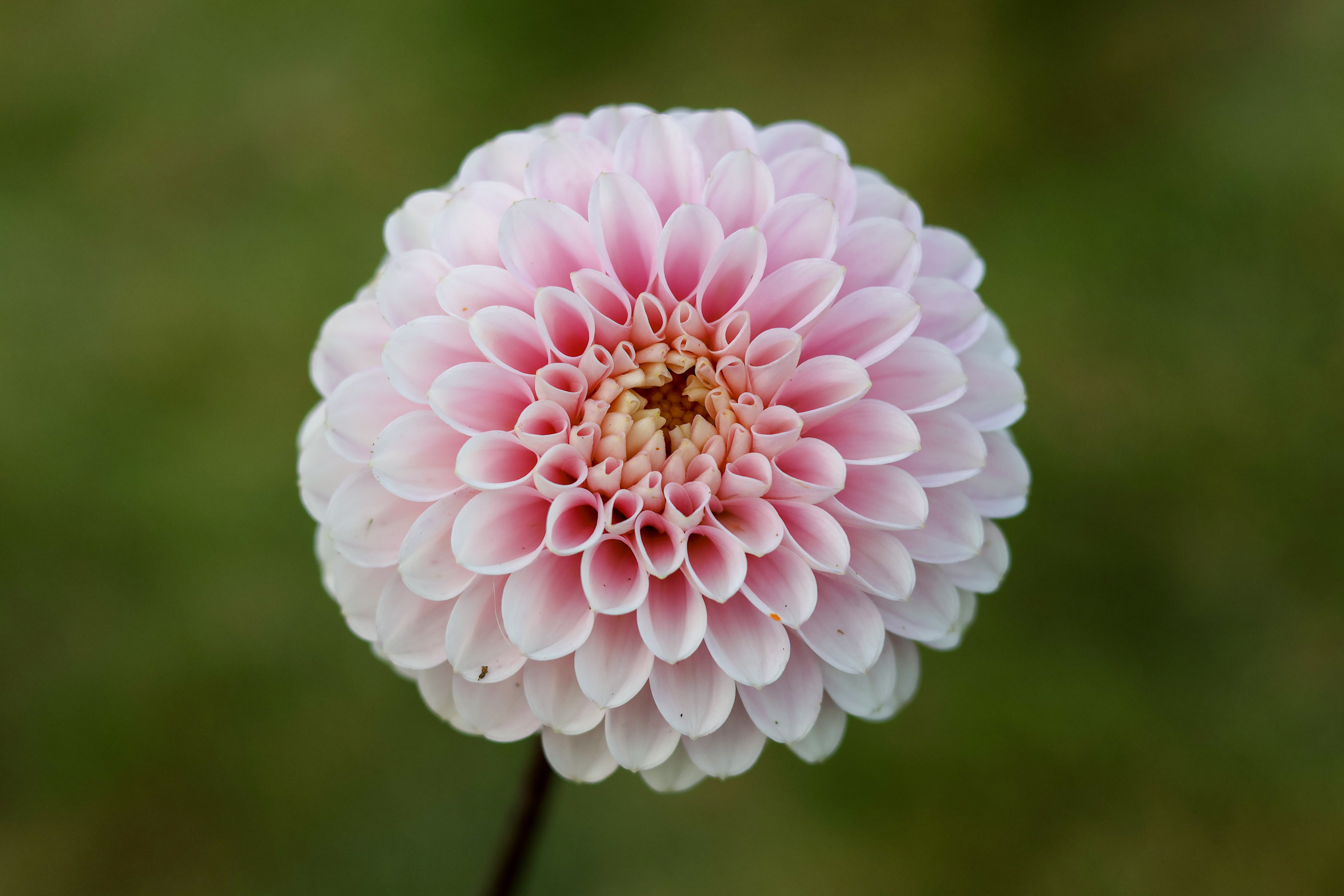 Wizard of Oz dahlia