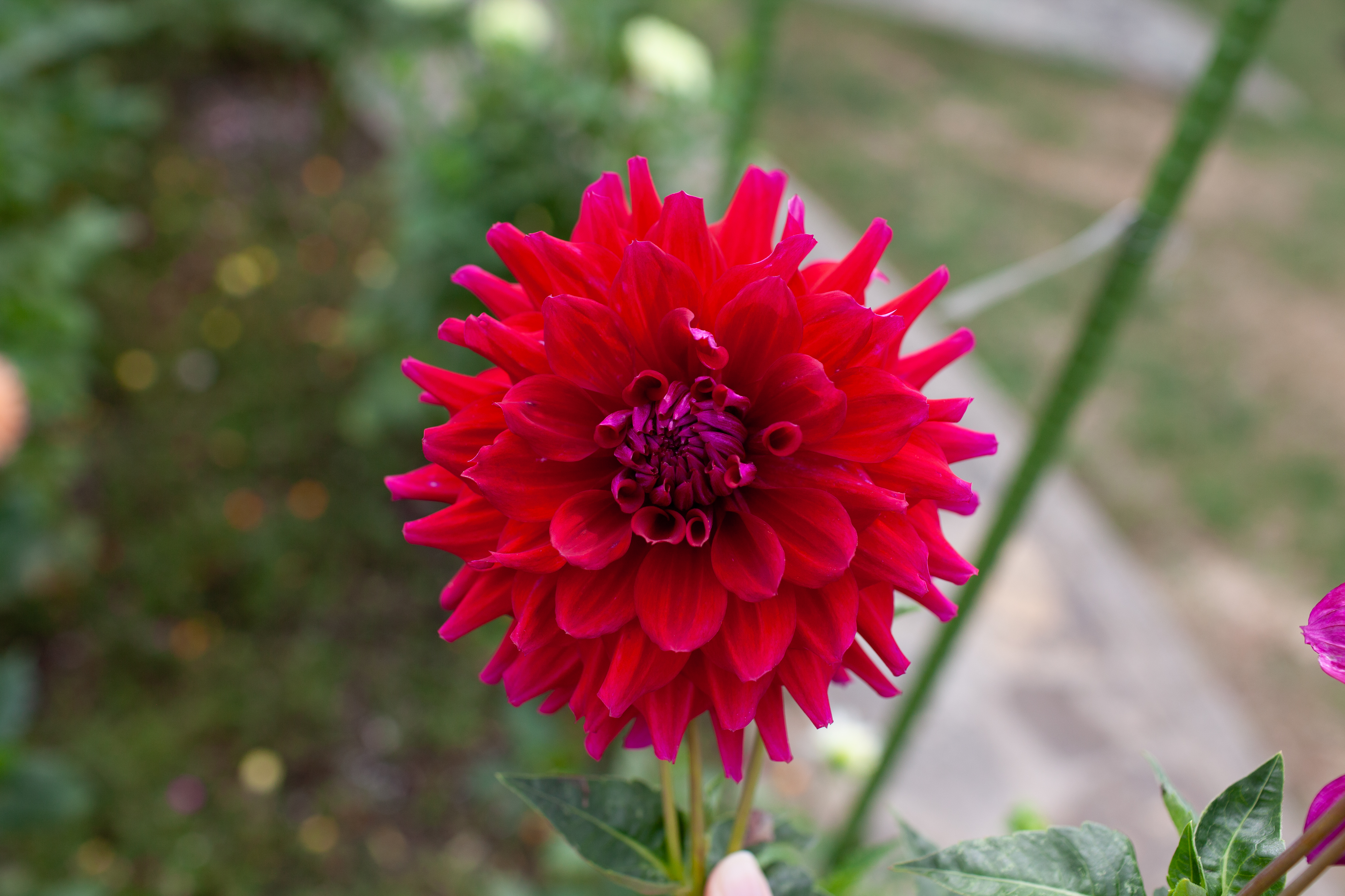Wyn's Feisty Freda dahlia