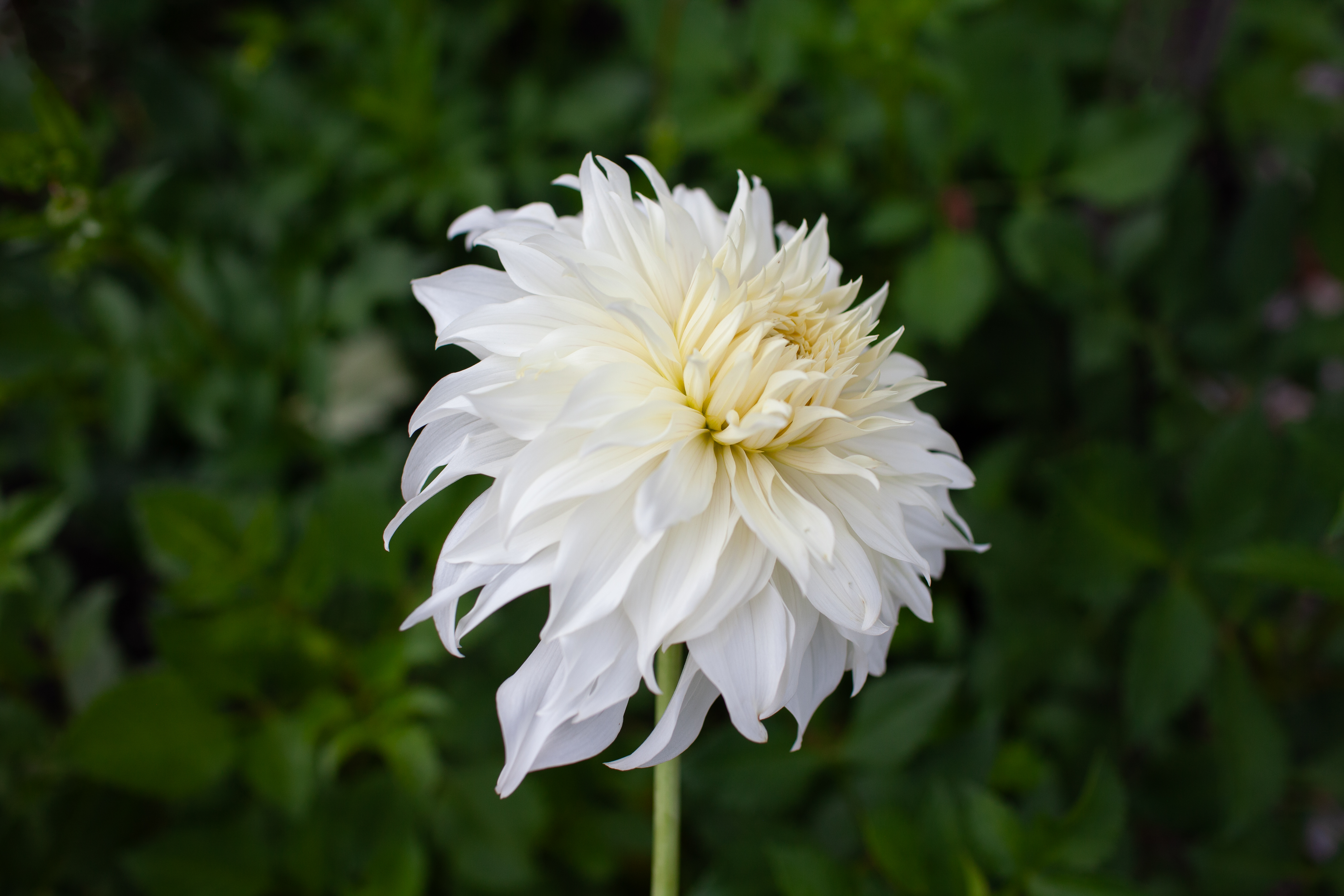 Wyn's Ghostie dahlia