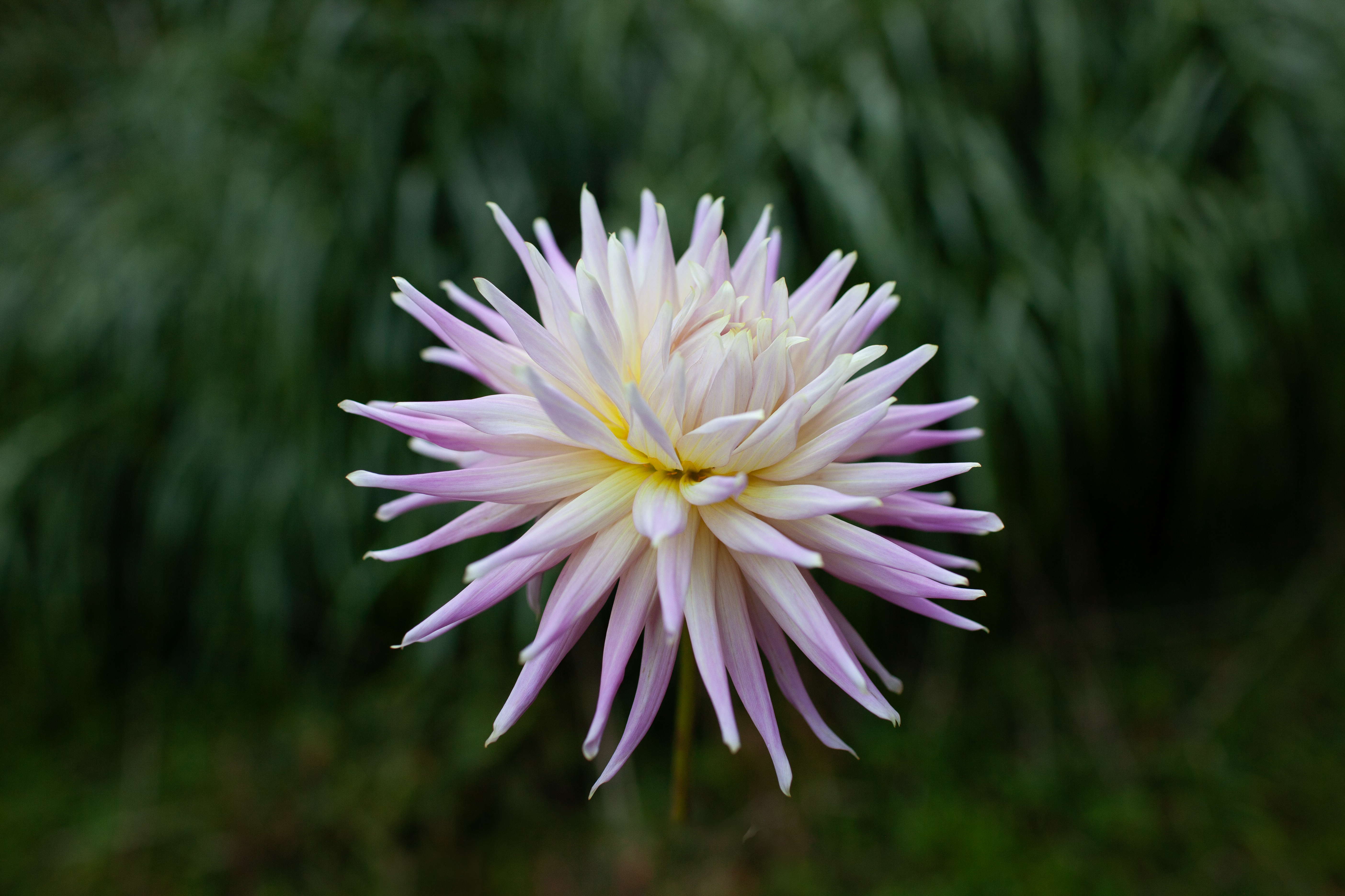 Wyn's Mauve Mist dahlia