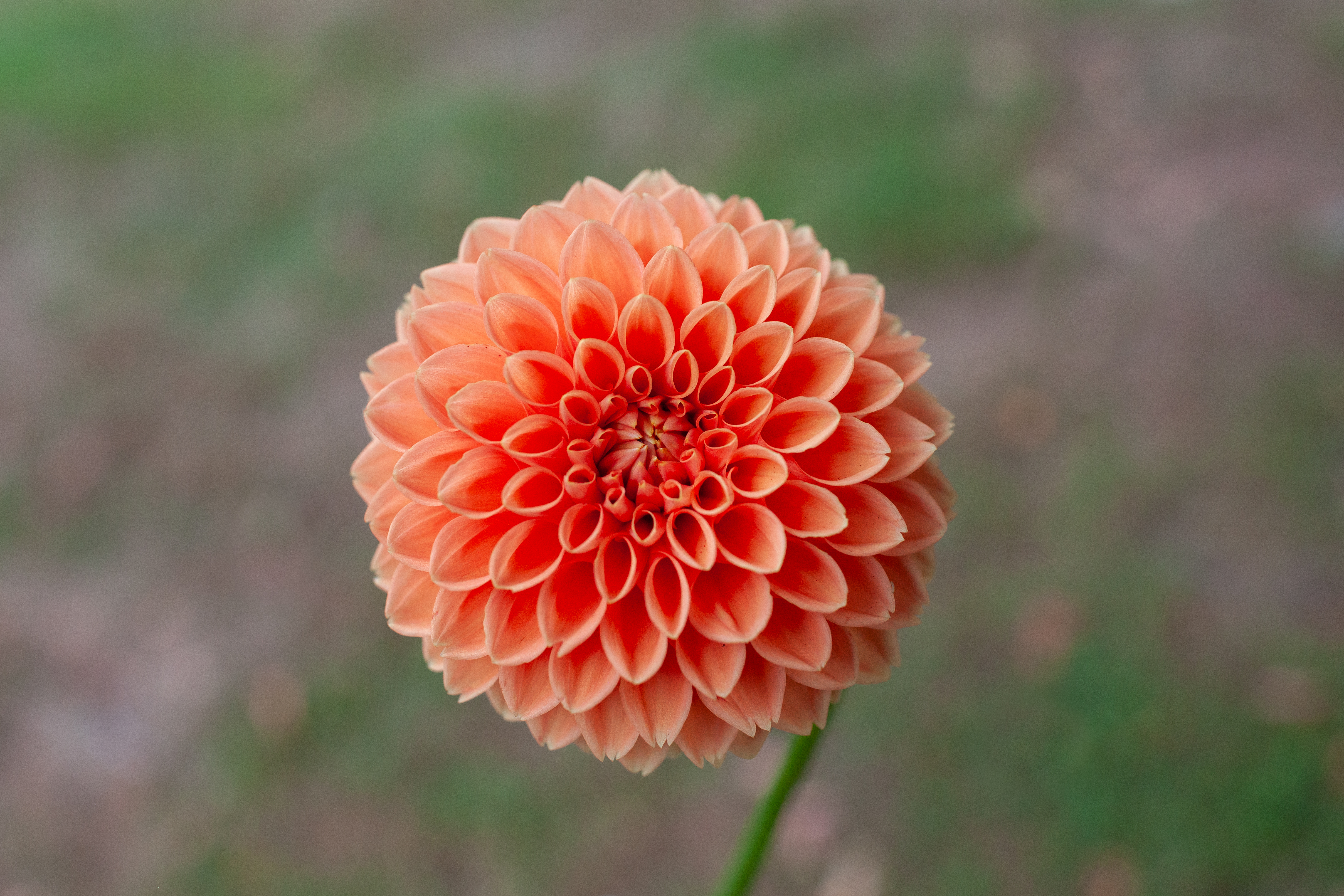 Sylvia dahlia