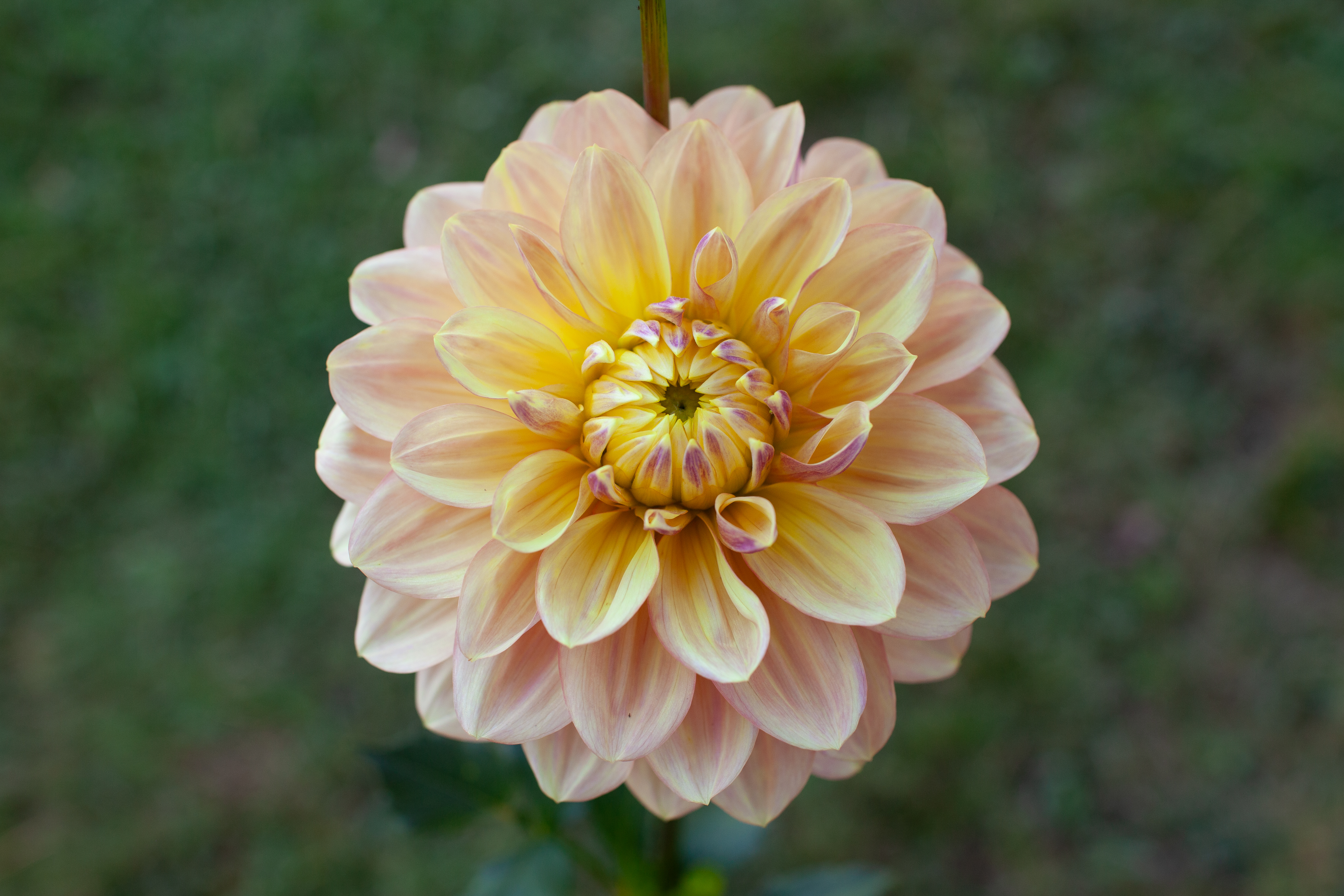 Wyn's New Pastel dahlia