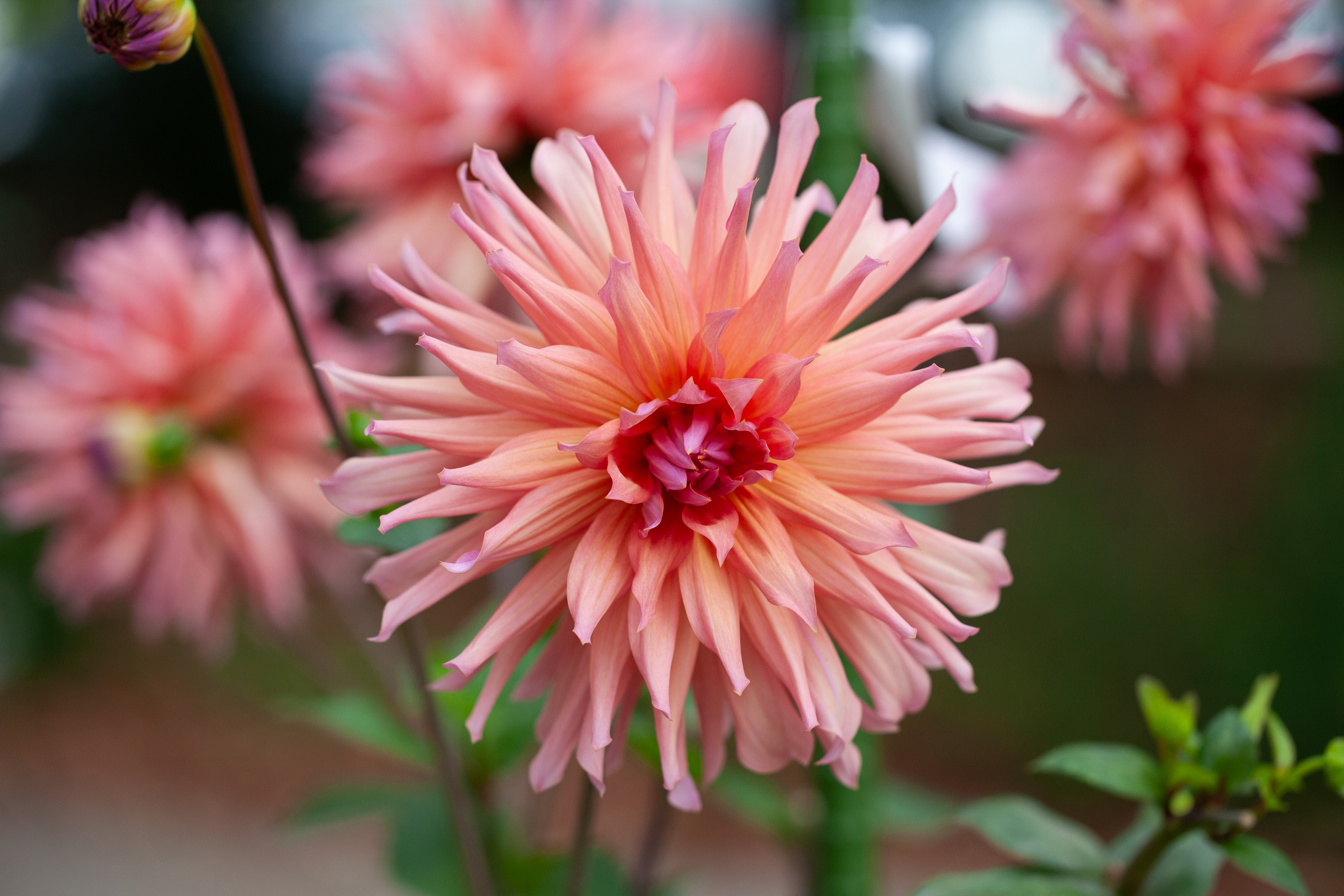 Wyn's Pink Flamingo dahlia