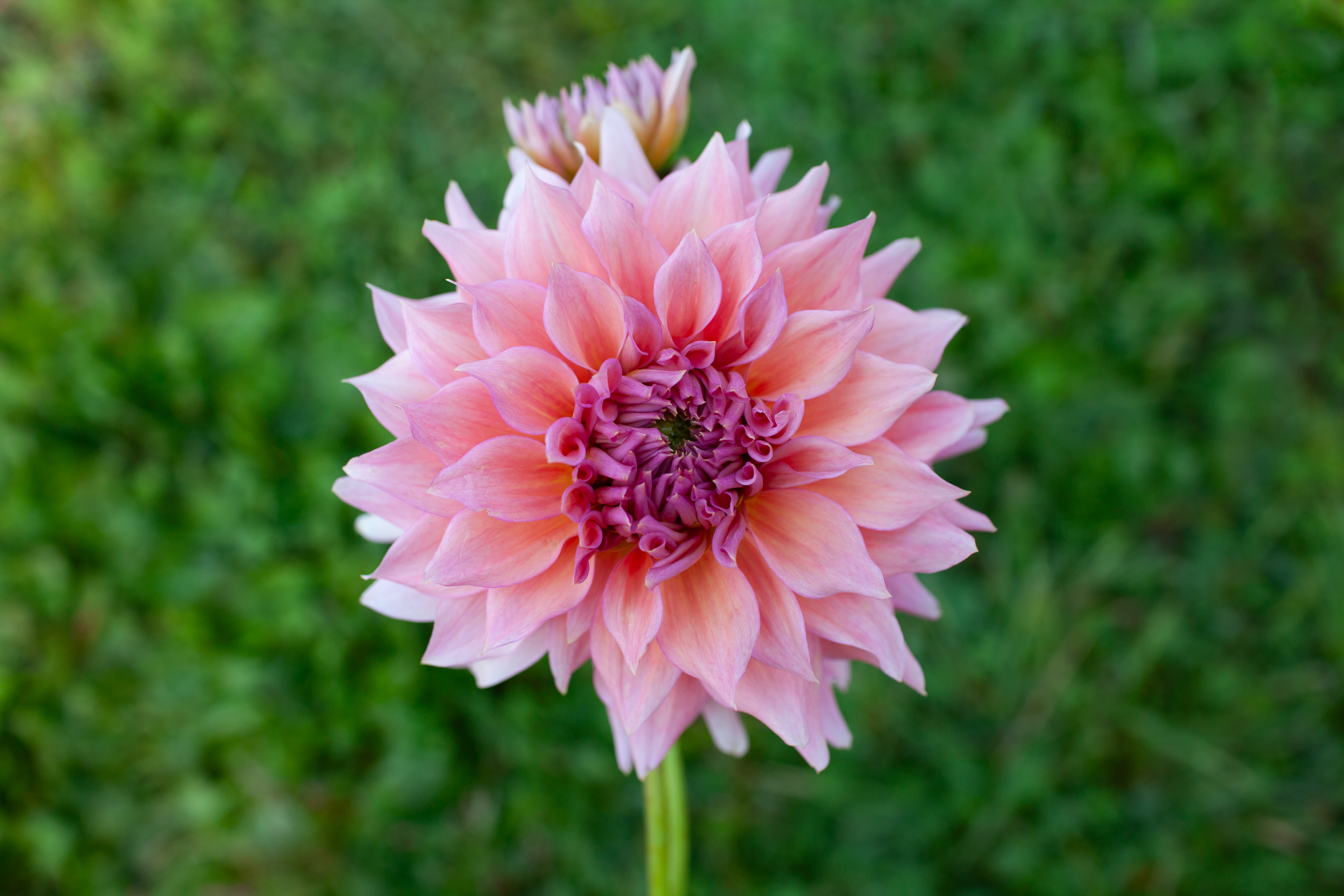 Wyn's Pink Pearl dahlia