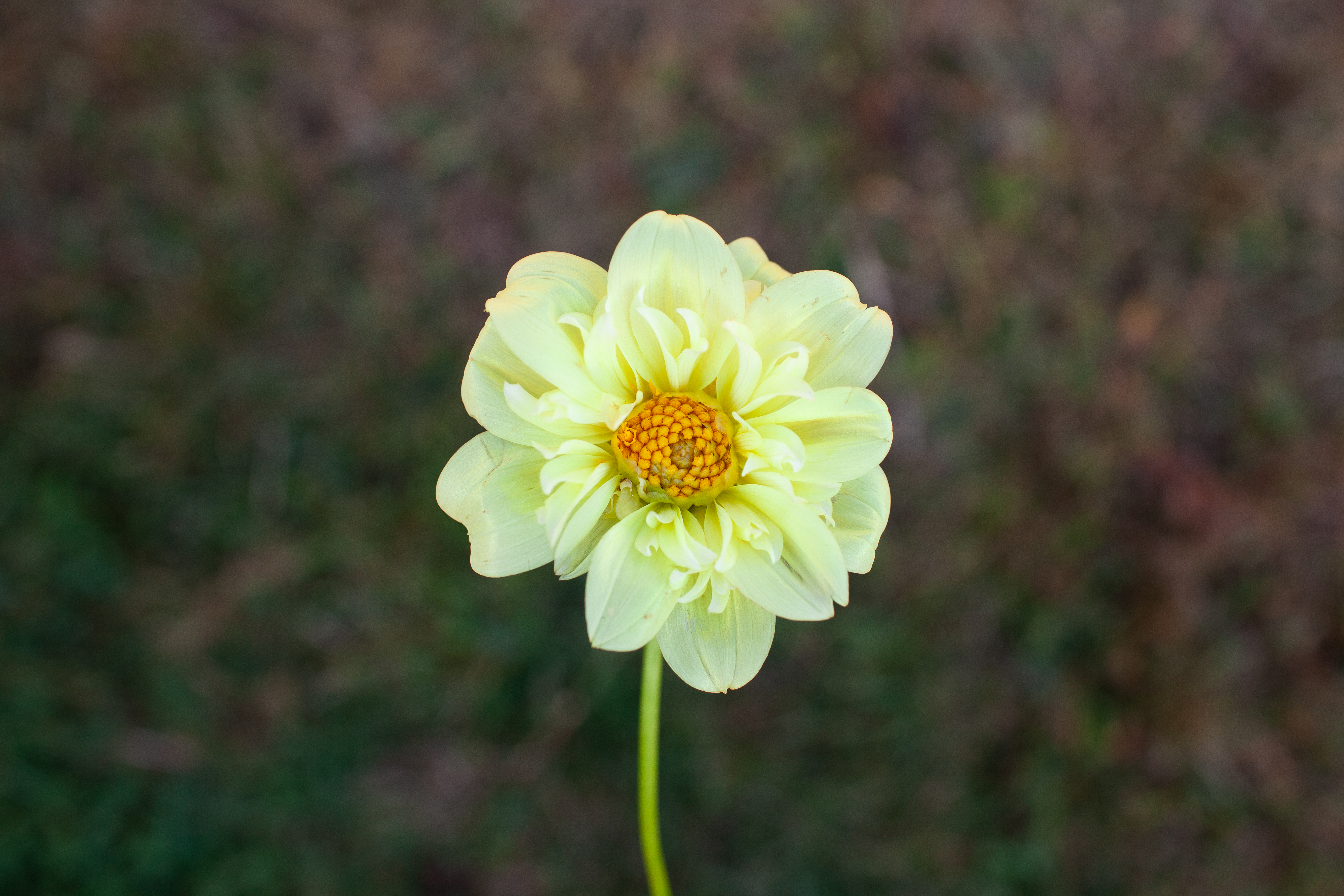 Yellow Bird dahlia