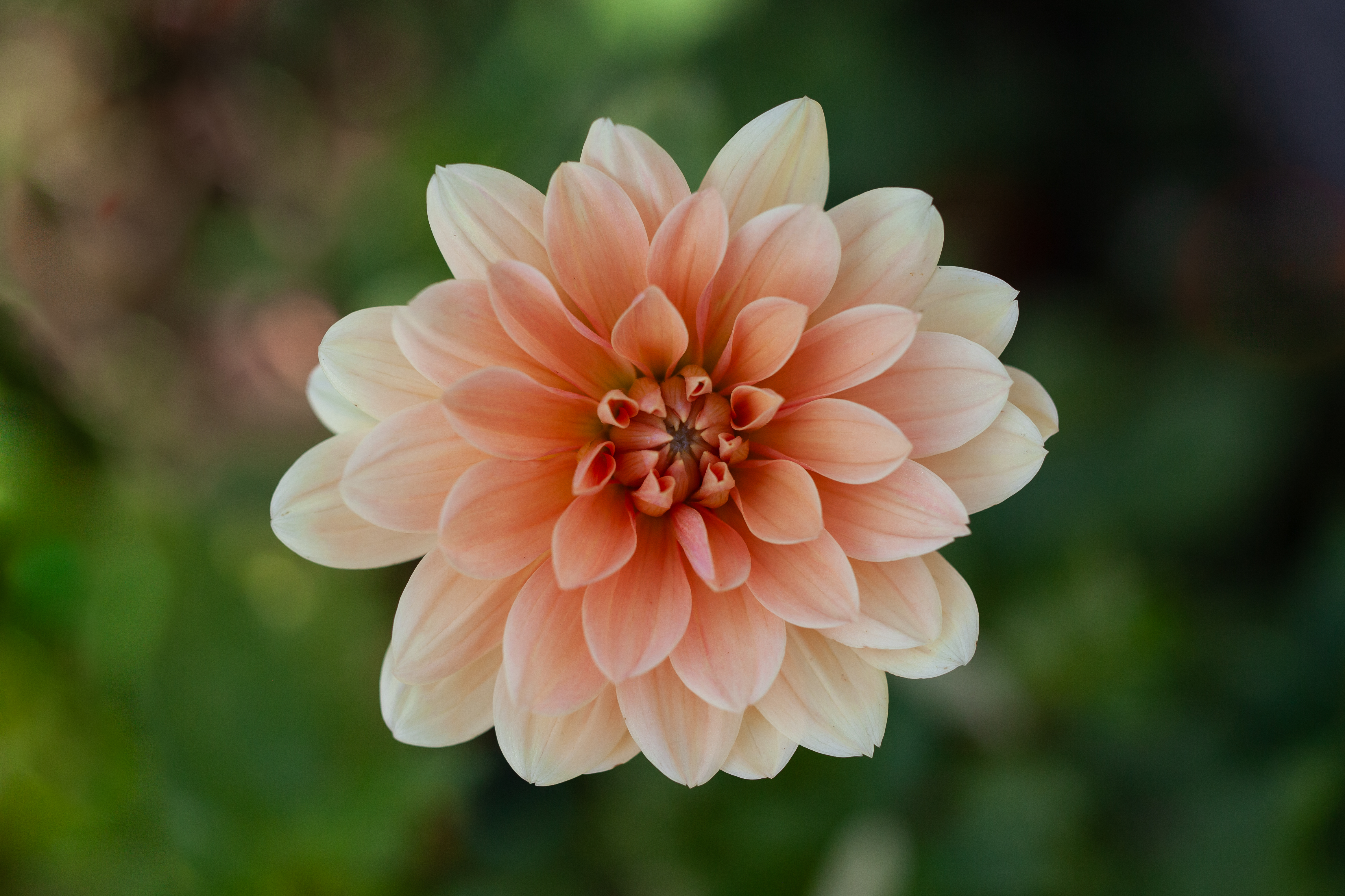 Yvonne dahlia