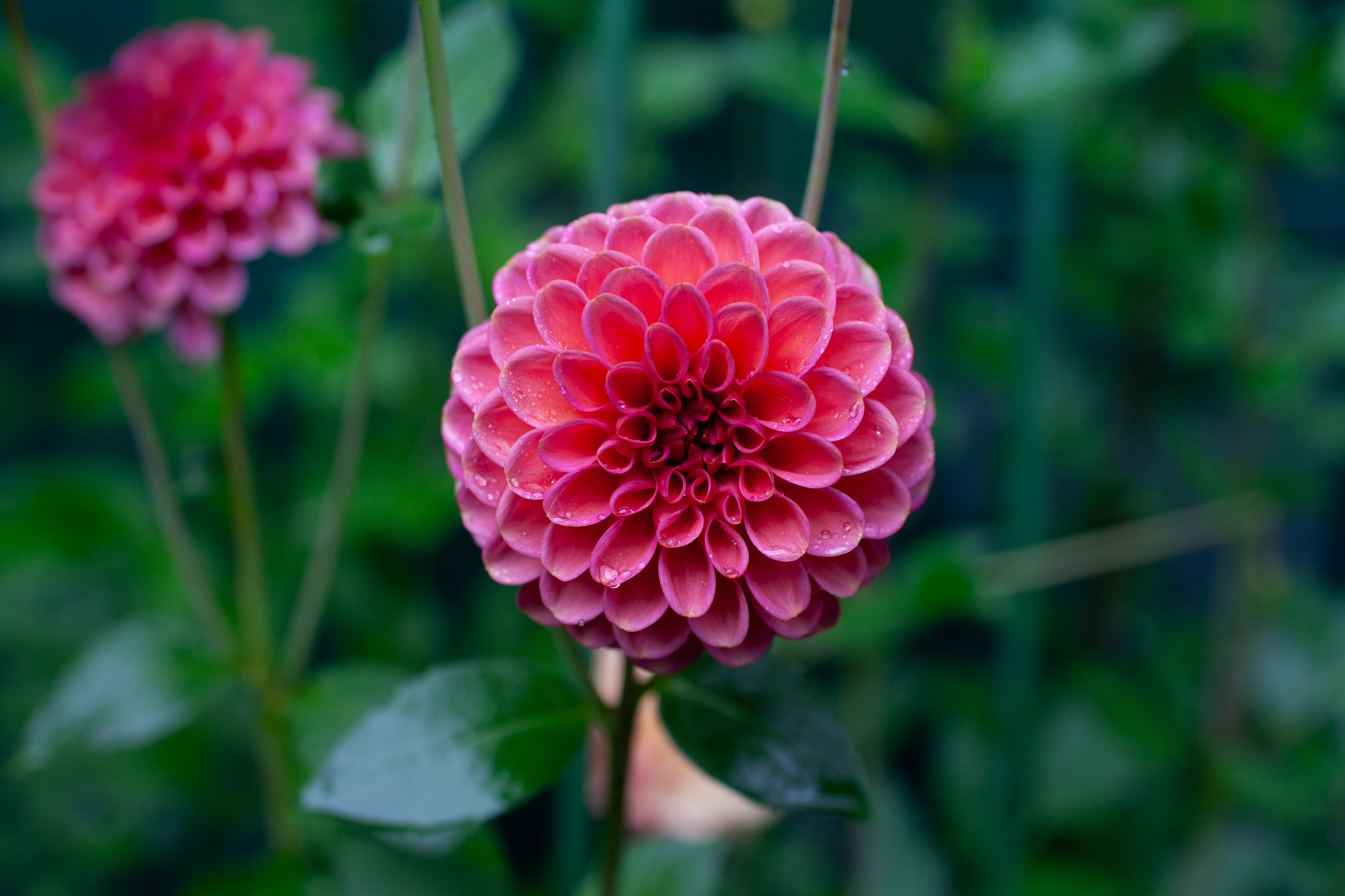 Zundert Mystery Fox dahlia