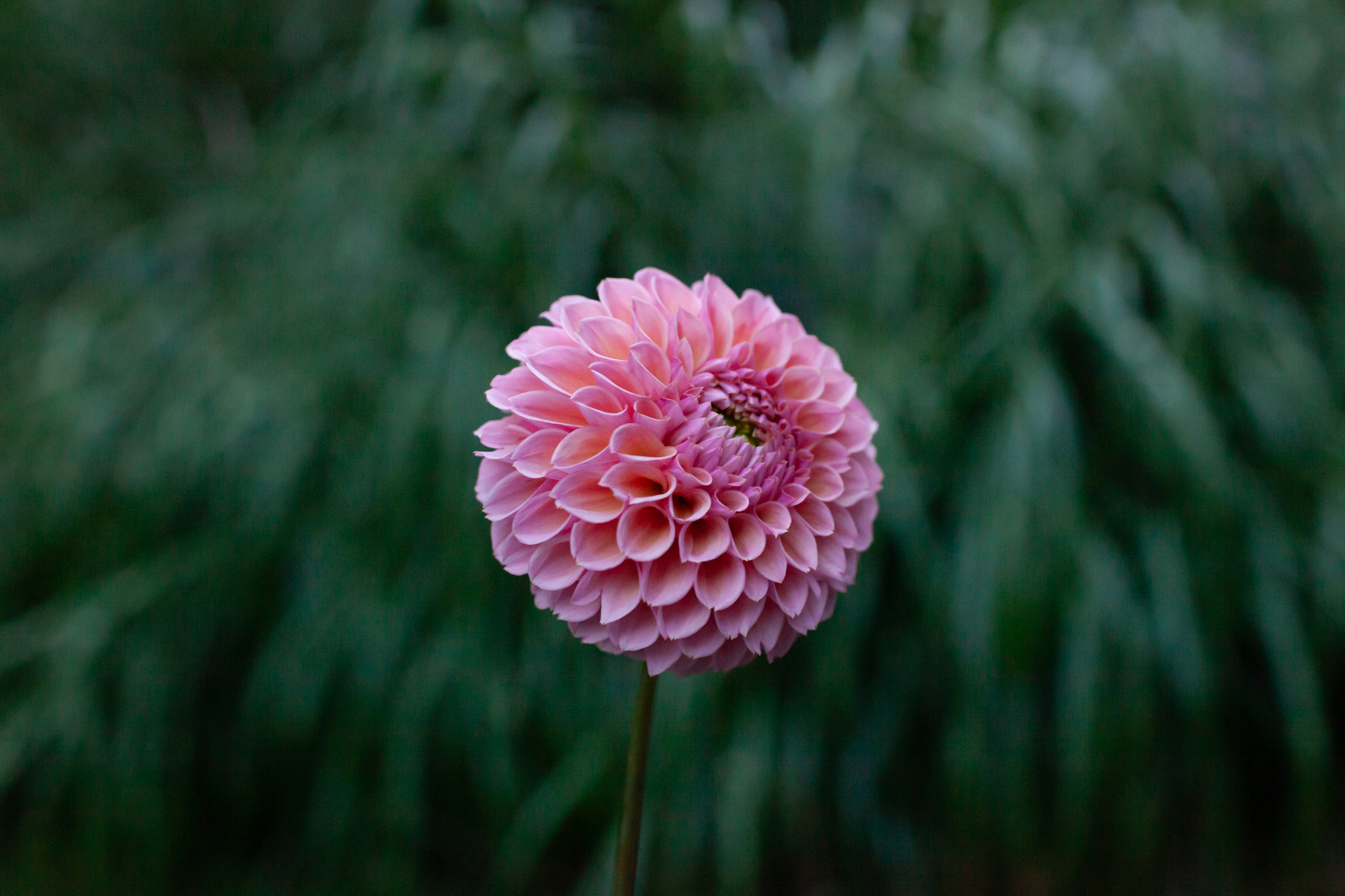 Bracken Rose dahlia
