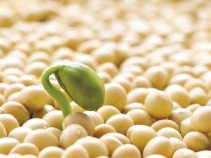 Эксперты рассказали о преимуществах и недостатках гибридных семян