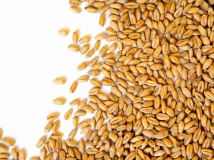 В Весьегонске руководству колхоза рассказали о правилах работы с зерном