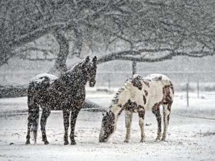 Погода в Твери сегодня будет снежной и ветреной