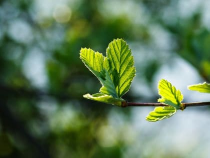 В Тверской области досмотрено две тысячи саженцев