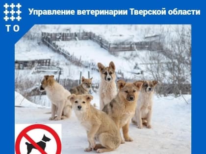 В Тверской области начат отлов безнадзорных собак