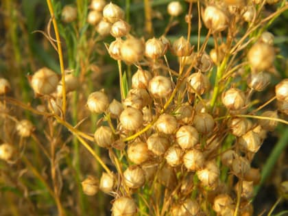 В Тверской области 40 элитных семеноводов могут получить увеличенные субсидии