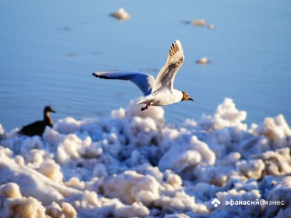 Погода в Твери сегодня: градуса только два, но зато с плюсом