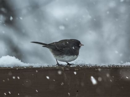 Погода в Твери сегодня: синоптики обещают небольшое потепление и осадки