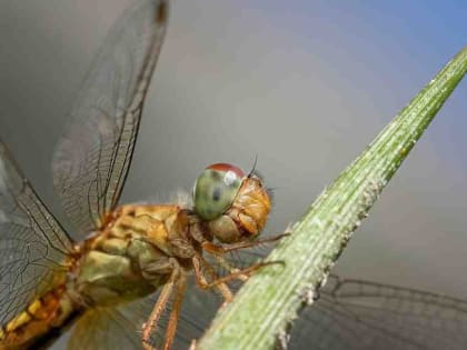 В Горьковке прочитают лекцию о стрекозах и покажут разные сорта фиалок