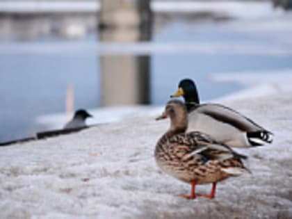 В Тверской области День здоровья отметят зарядкой