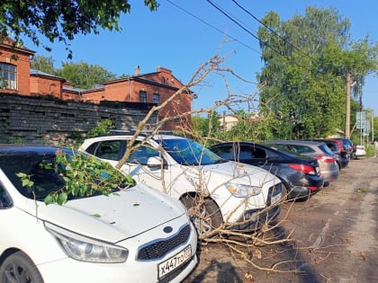 В Твери сильный ветер вывернул дерево с куском дороги