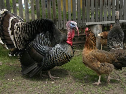 Мясо индейки резко подорожает вслед за курятиной