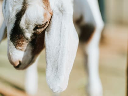 Специалисты проходят обучение по локализации и ликвидации условного очага ящура