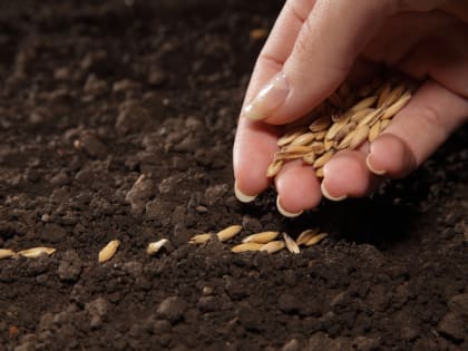 Установлен крупный землевладелец, который не использует сельхозугодья по назначению