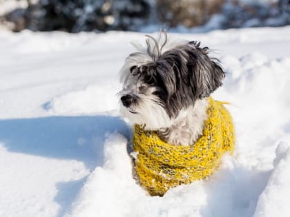 Погода в Твери сегодня: синоптики прогнозируют небольшой мороз