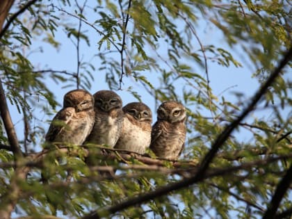 В Кашине на пашне вырос лес