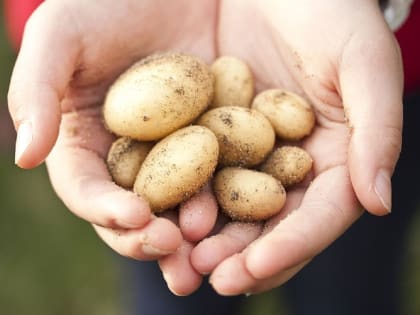 Не сезон: дорожает картошка, морковка и капуста