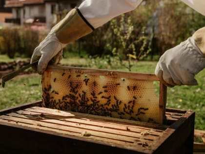 Владельцы пасек не регистрируют их в ветеринарной службе