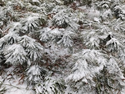 Погода в Твери и области на завтра, 17 февраля: пасмурно с прояснениями