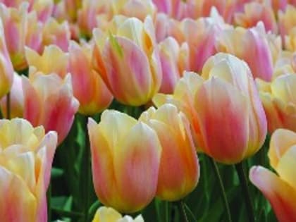 С праздником, дорогие женщины!