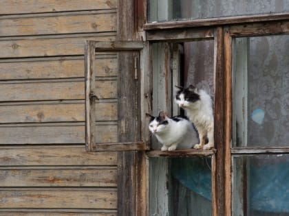 В Твери открывается выставка фотографии  "Мартовский кот"