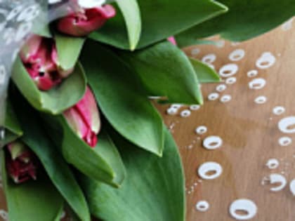 В Тверь прибыл ковчег с частицей мощей Матроны Московской