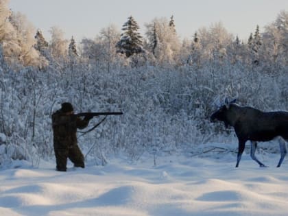 В Тверской области на браконьера, убившего лося, завели уголовное дело