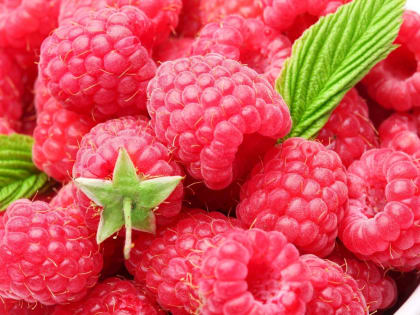 Фитосанитарный контроль в Тверской области