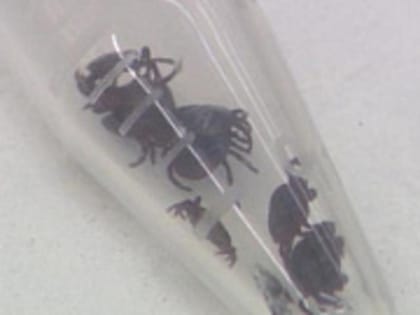 В психоневрологическом интернате Тверской области пациентов кормили фальсификатом