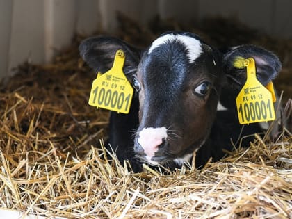 Эксперт рассказала, какие отрасли АПК Тверской области получат господдержку