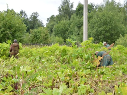 В Твери ведутся работы по уничтожению борщевика Сосновского