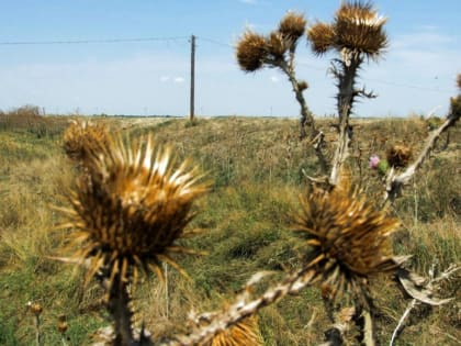 У крупного землевладельца заросли сорняками и деревьями 32 гектара земли