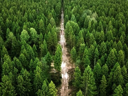 В Тверской области одобрен перевод 58 гектаров  земель сельхозназначения  в земли лесного фонда