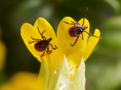 В России выявили новый вирус, передаваемый клещами