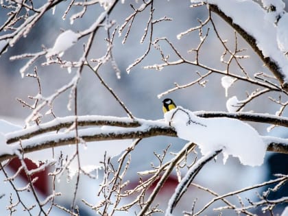 Прогноз погоды в Твери: последний день зимы будет теплым и сырым