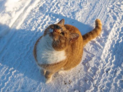 Погода в Твери сегодня: синоптики обещают небольшой мороз и снег