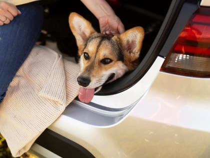 Правила вывоза домашних животных за границу