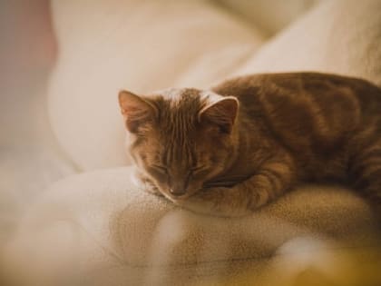 Тверской врач сомнолог рассказала, что такое здоровый сон и как он влияет на взрослых и детей