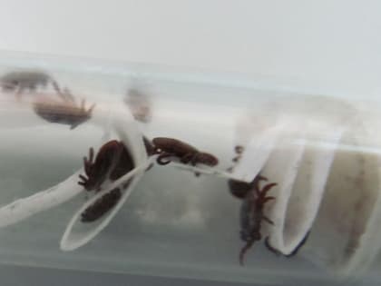 С начала года 28 тверитян обратились за помощью из-за укуса клещей